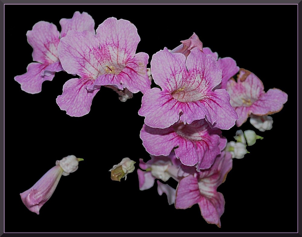 Pandorea jasminoides