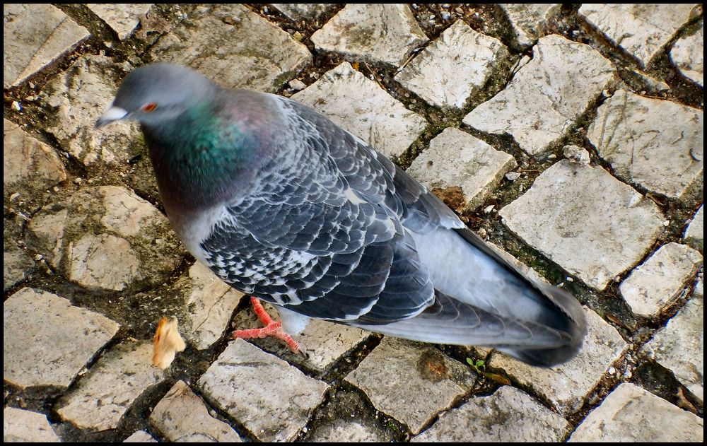 Pane al volo