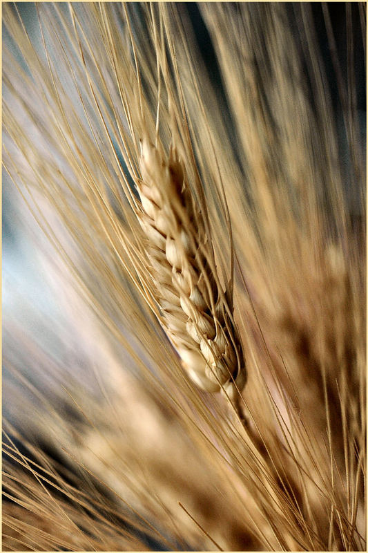 Pane giornaliere