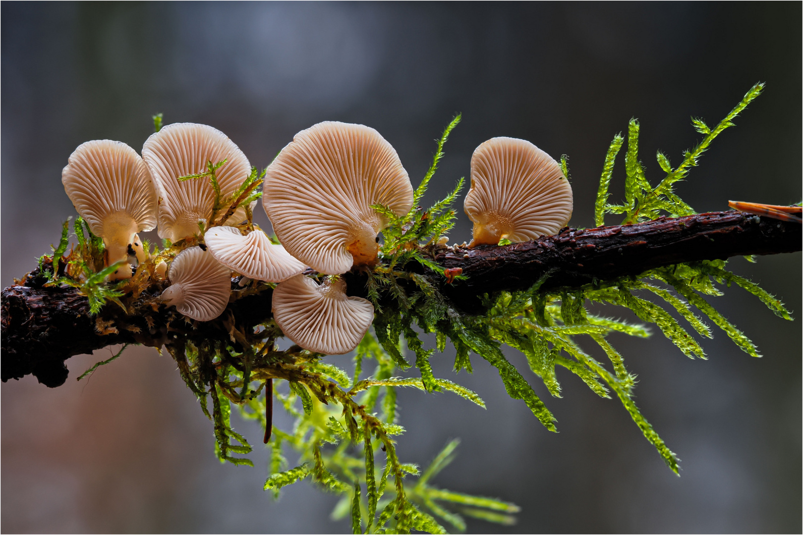 Panellus mitis Foto & Bild wald, natur, landschaft Bilder auf