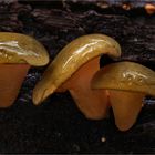 Panellus serotinus 2