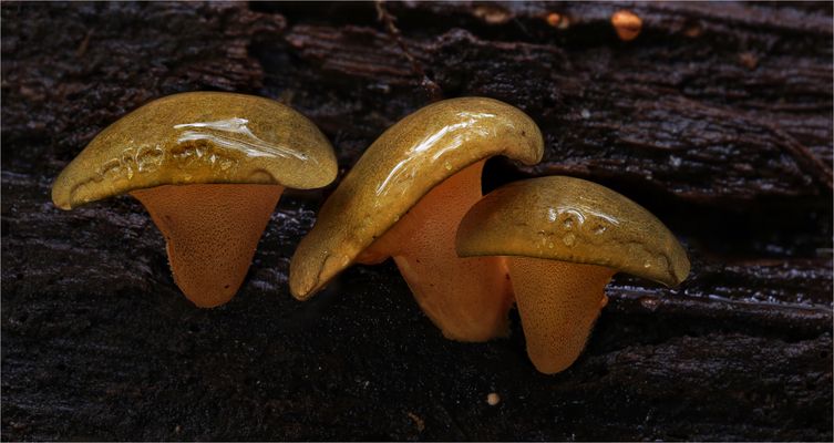 Panellus serotinus 2