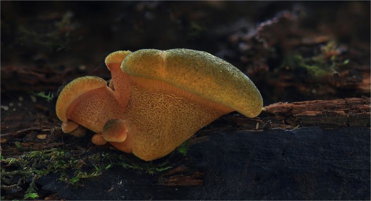 Panellus serotinus 3