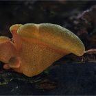 Panellus serotinus 3