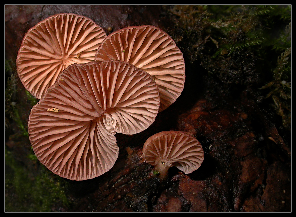 Panellus violaceofulvus