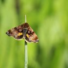 Panemeria tenebrata