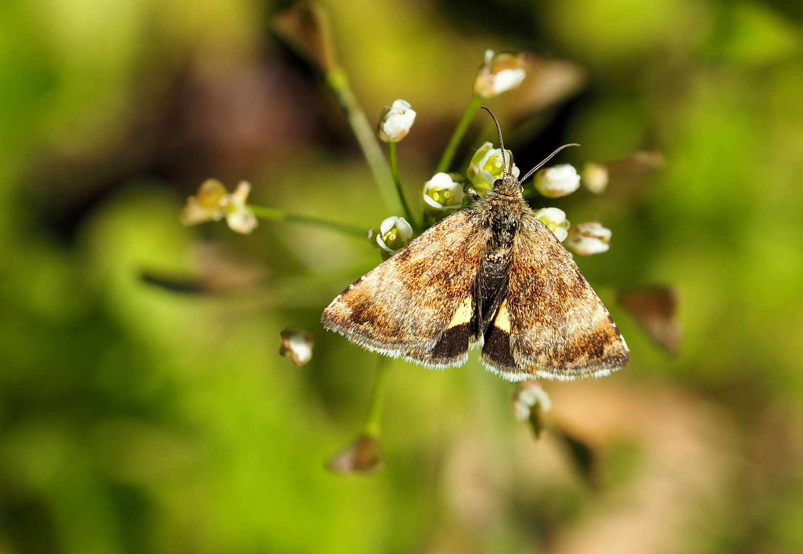 Panemeria tenebrata