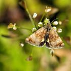 Panemeria tenebrata