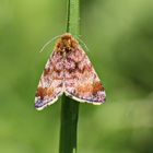 Panemeria tenebrata