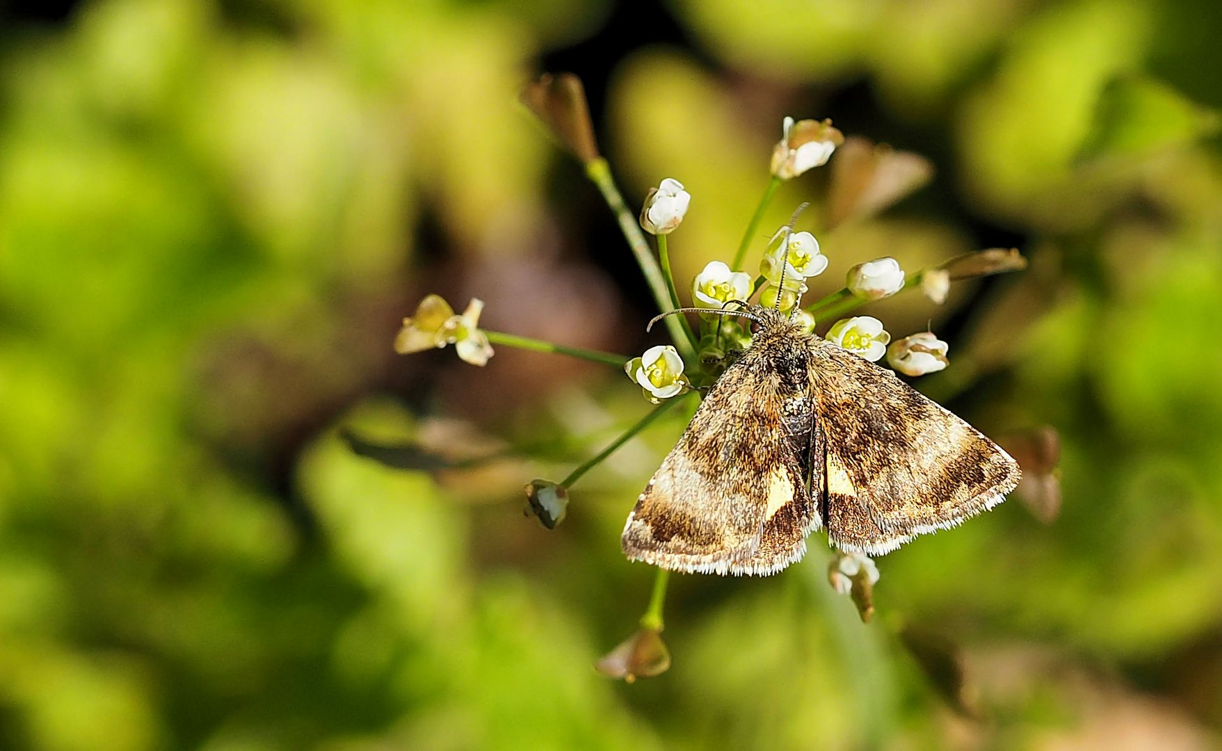 Panemeria tenebrata, Hornkraut-Tageulchen 