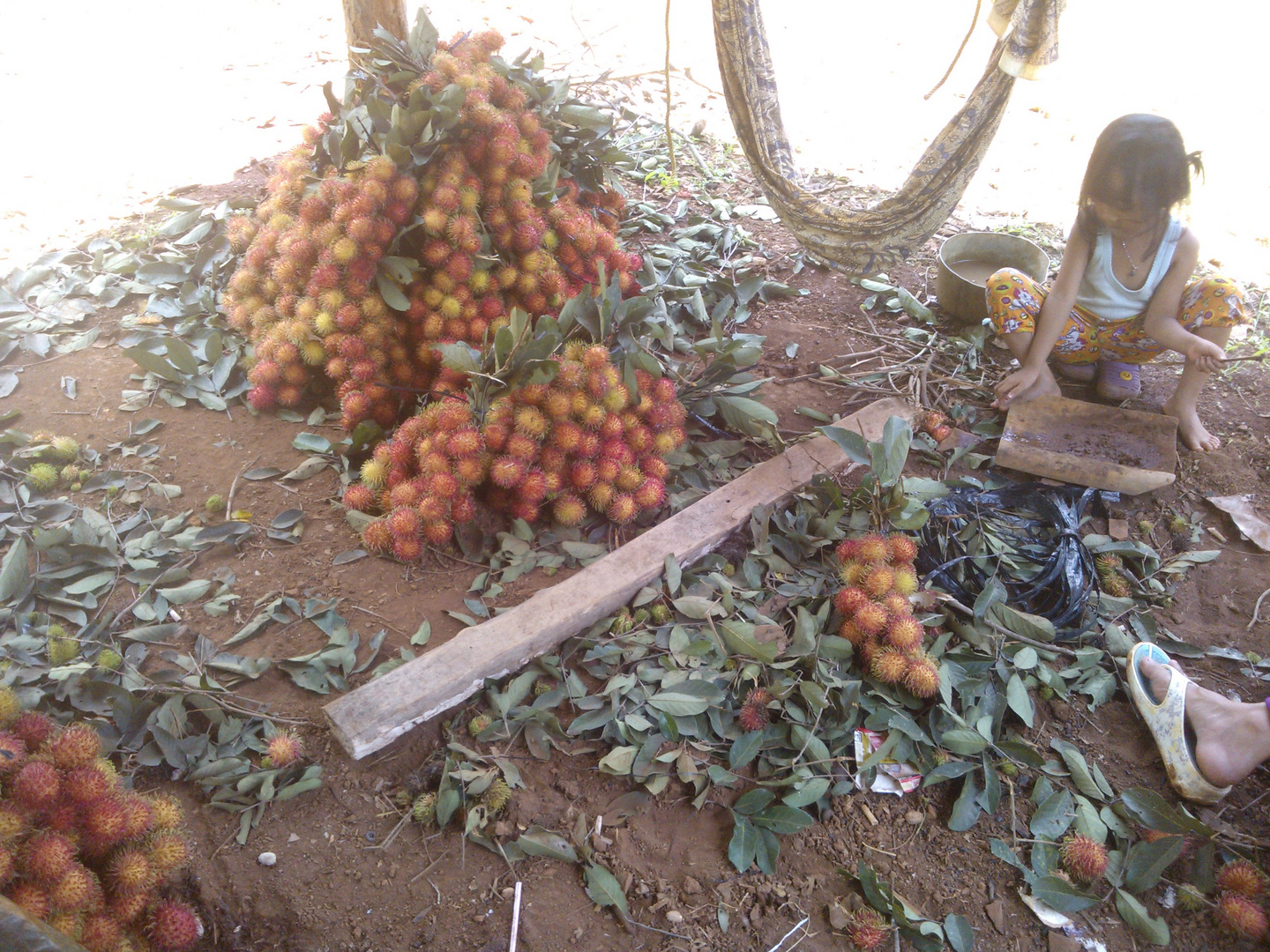 Panen Buah Rambutan