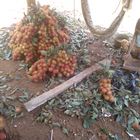 Panen Buah Rambutan