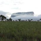 panettoni in venezuela