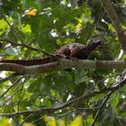 Pangolin