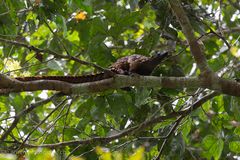 Pangolin