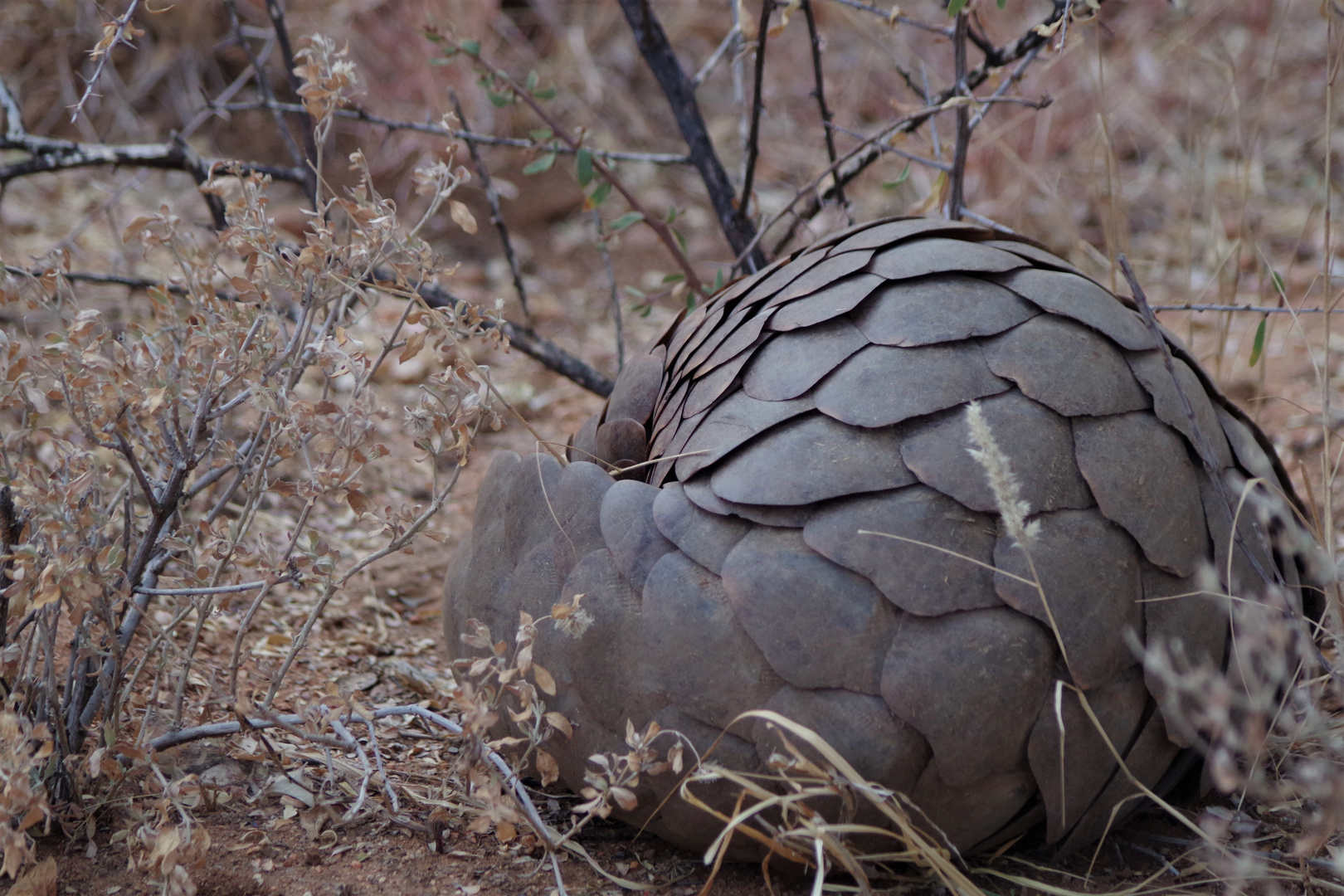 Pangolin - ein seltener Fund