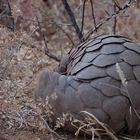 Pangolin - ein seltener Fund