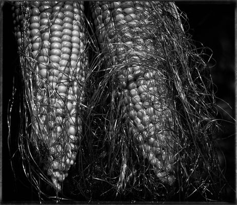 PANICLES -TRIBUTE TO EDWARD  WESTON