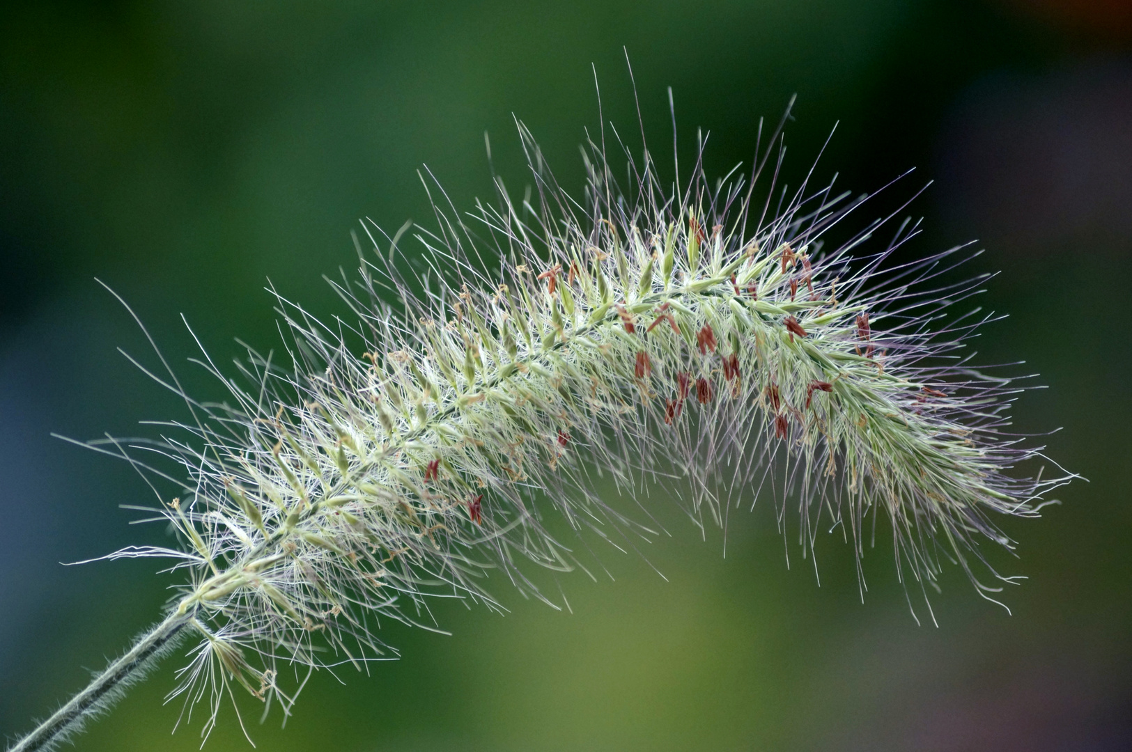 Panicum virgatum