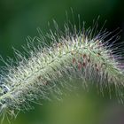 Panicum virgatum