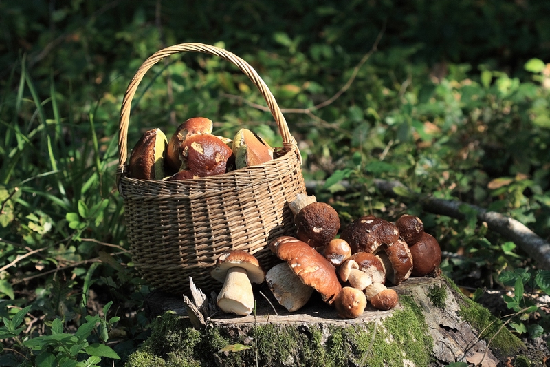 Panier de cèpes