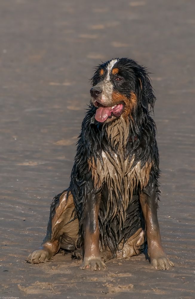 panierter Berner