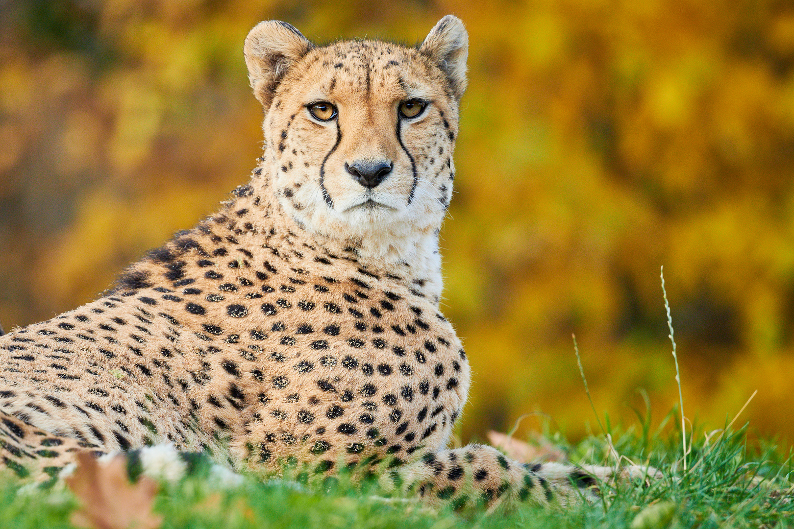 Panierter Gepard im Herbst