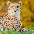 Panierter Gepard im Herbst