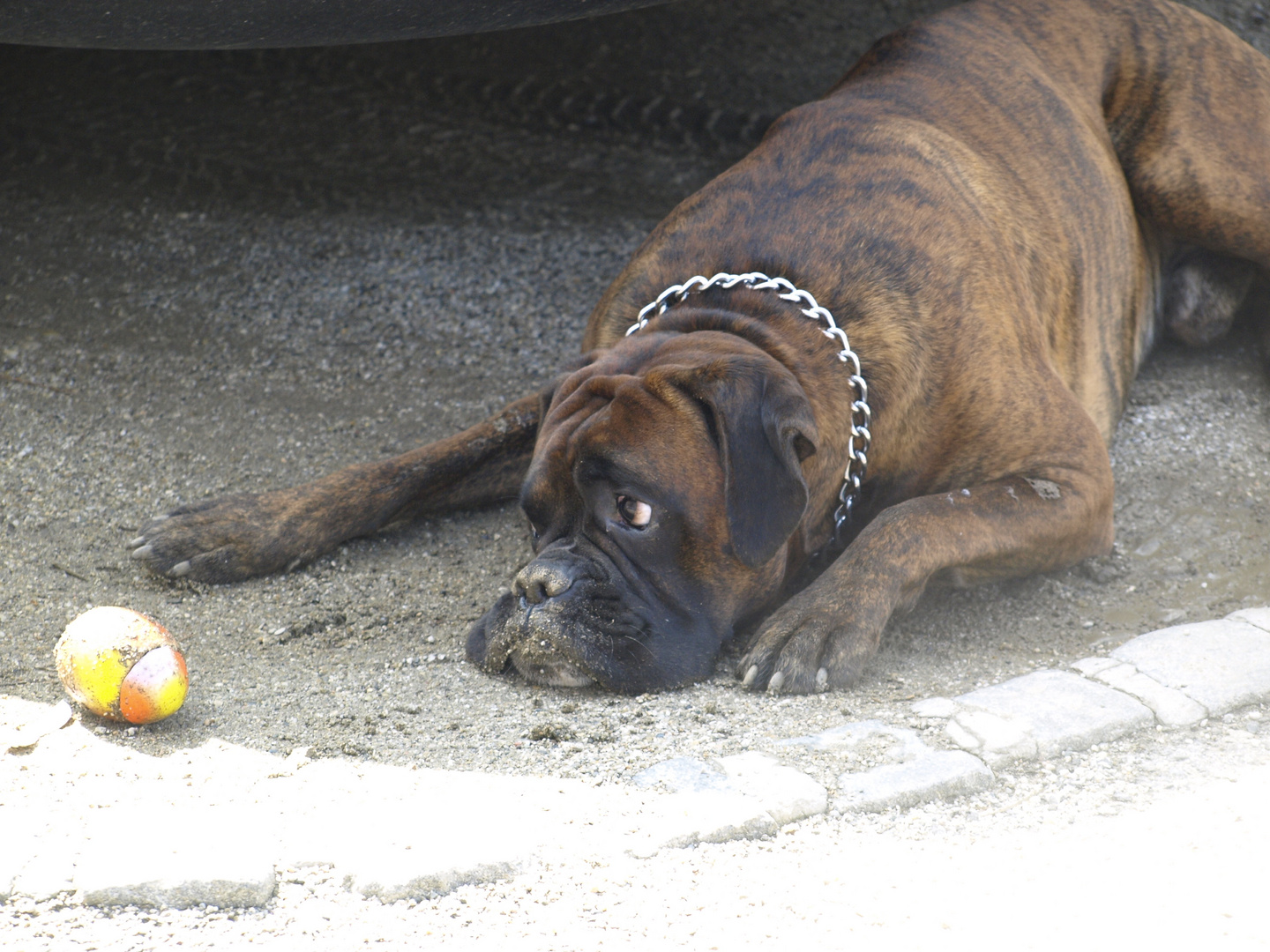 Panierter Hund 2