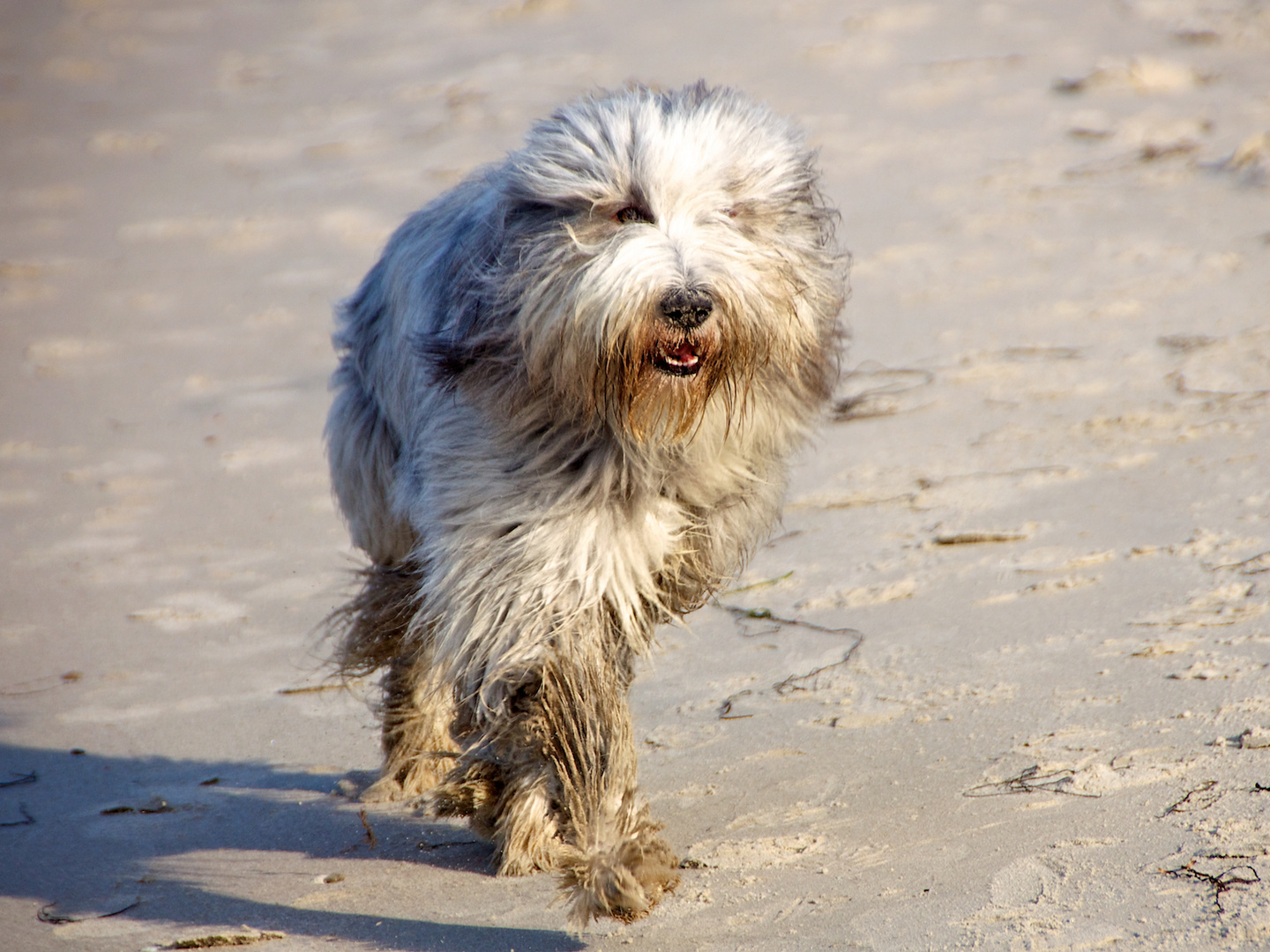 Panierter Hund (Bearded Collie)