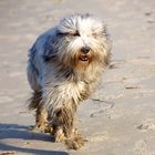 Panierter Hund (Bearded Collie)