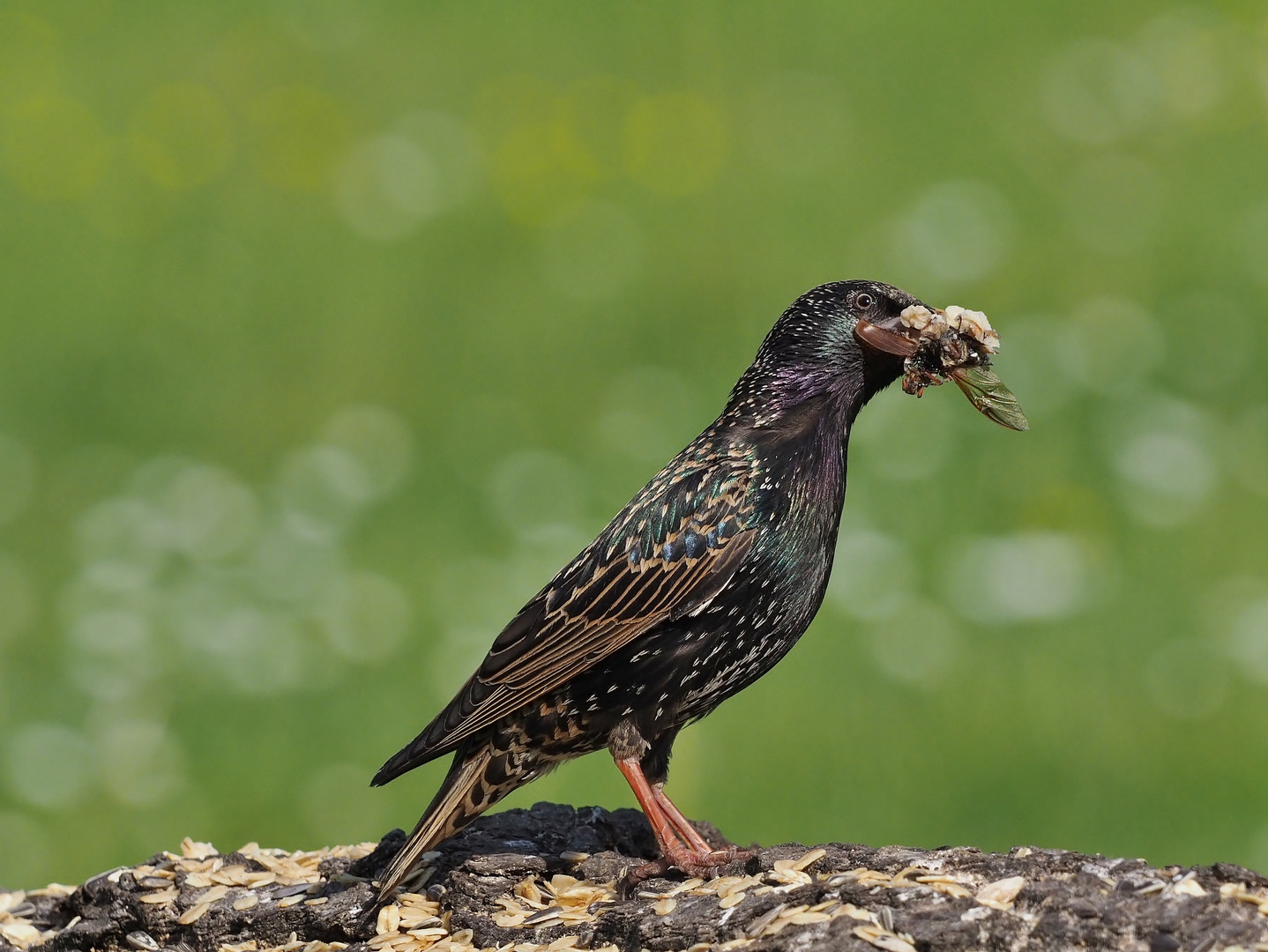 &amp;quot;Panierter Maikäfer&amp;quot; Foto &amp; Bild | natur, singvogel, tiere Bilder auf ...