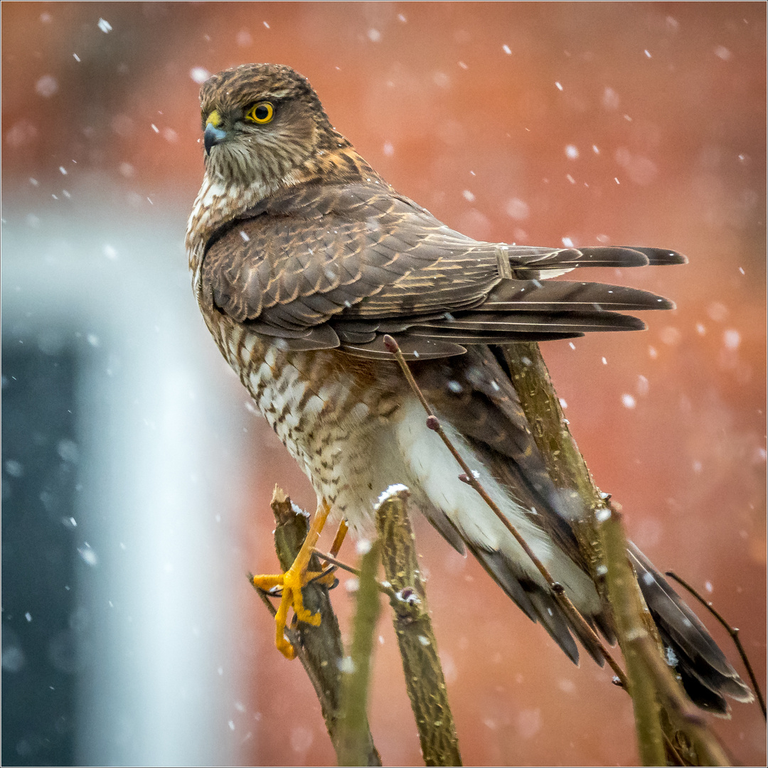 Panik Im Garten Foto Bild Winter Natur Tiere Bilder