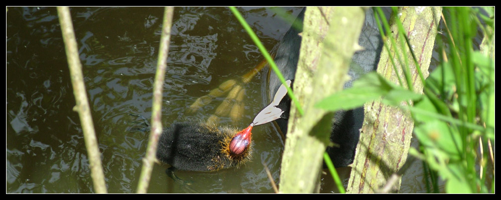 Pankerentlein...oder: "Hast du was zu essen...?" ;-)