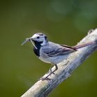 Pannewippchen mit Libelle im Schnabel