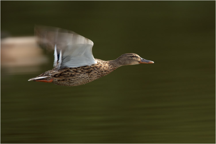 Panning