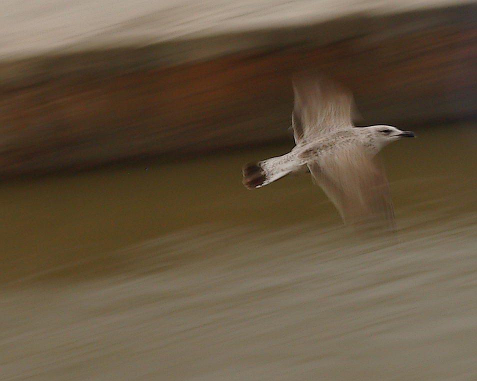 PANNING