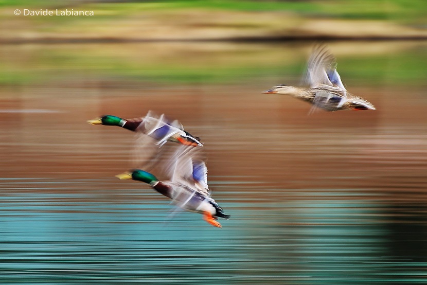 panning estremo