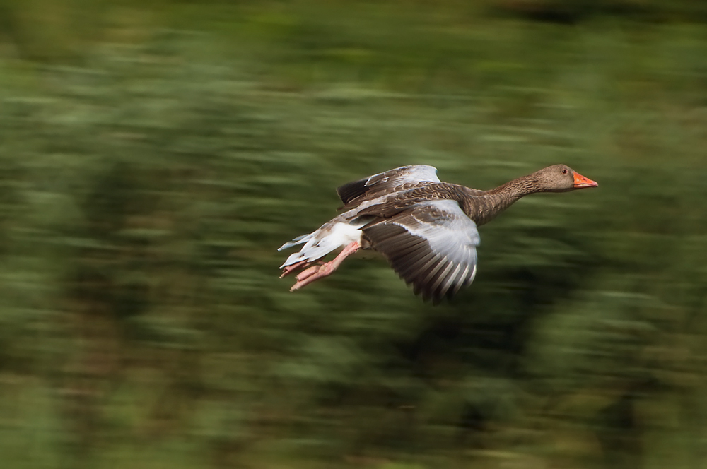 Panning su oca