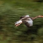 Panning su oca