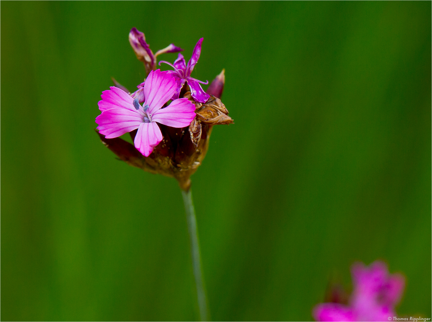 Pannonische Karthäusernelke (Dianthus carthusianorum).