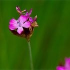 Pannonische Karthäusernelke (Dianthus carthusianorum).