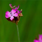 Pannonische Karthäusernelke (Dianthus carthusianorum).