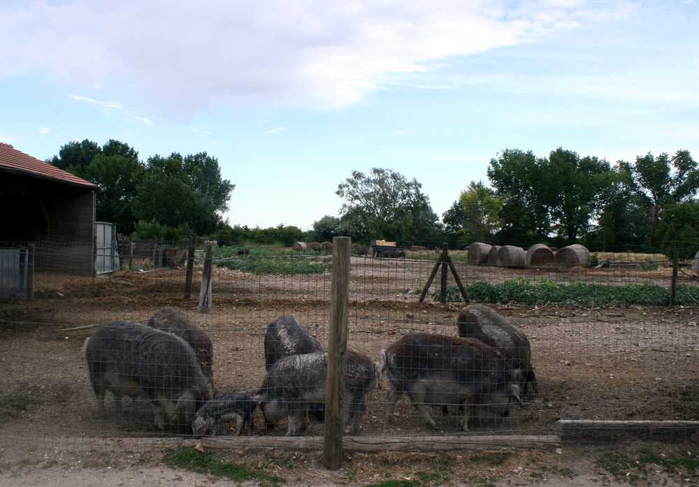 Pannonische Mangalitza-Schweine