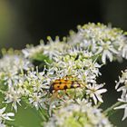 Pannonischer Ölkäfer (Mylabris pannonica)