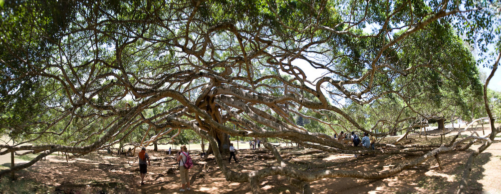 Pano Baum