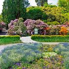 Pano der Rhododendronblüte