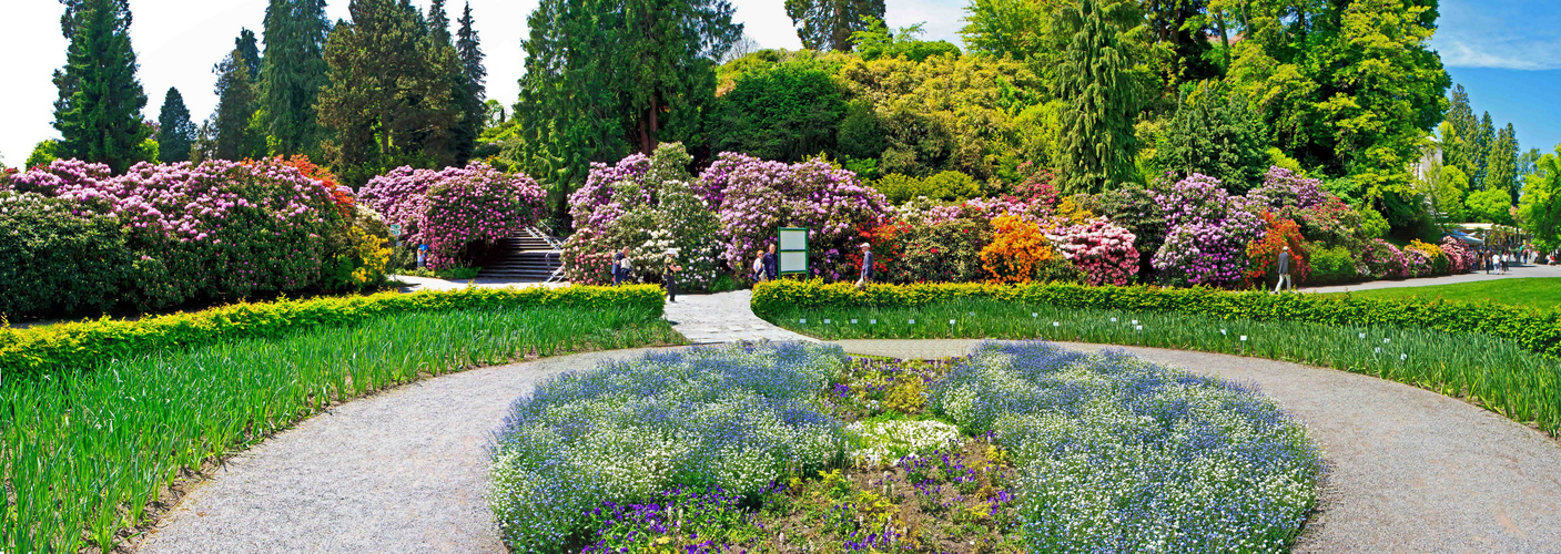 Pano der Rhododendronblüte