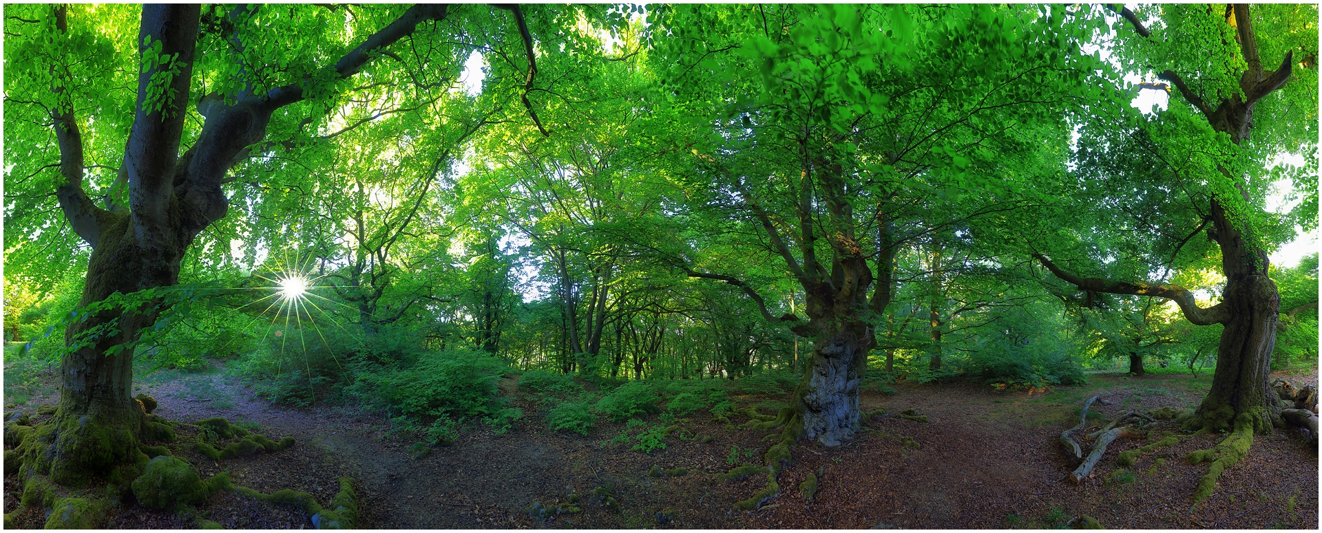 Pano im Hutewald