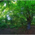 Pano im Hutewald